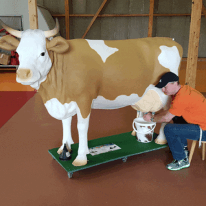 Kuhmelken mit Rösli